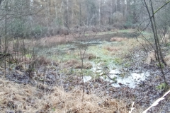 Wald_MR2