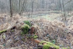 Wald_MR3