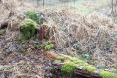 Wald_MR4