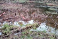 Wald_R1