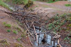 Graben_Plattenhecke_B3