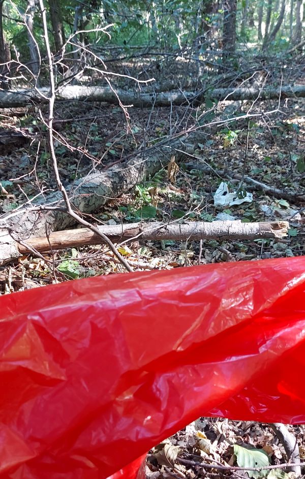 13_08_2022_Sammeln_im_Unterholz_0