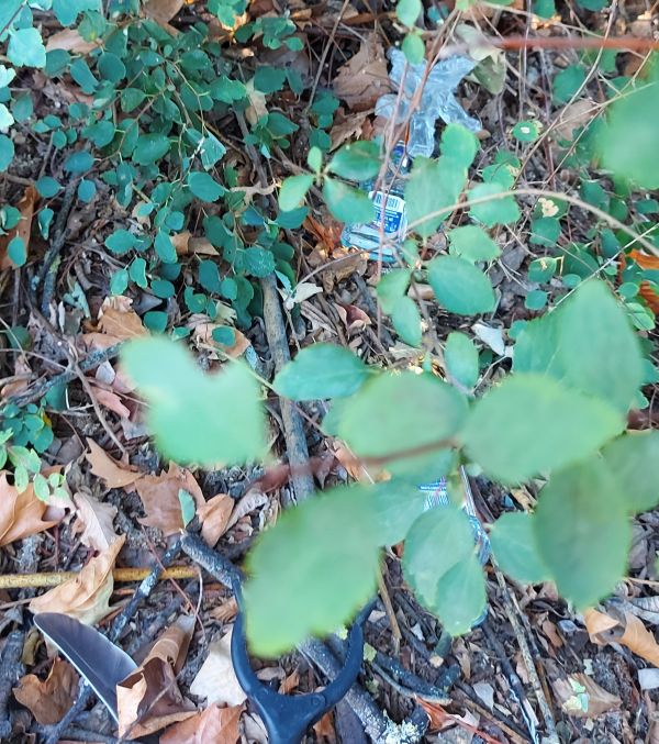 13_08_2022_Sammeln_im_Unterholz_1