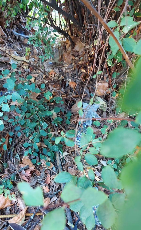 13_08_2022_Sammeln_im_Unterholz_2