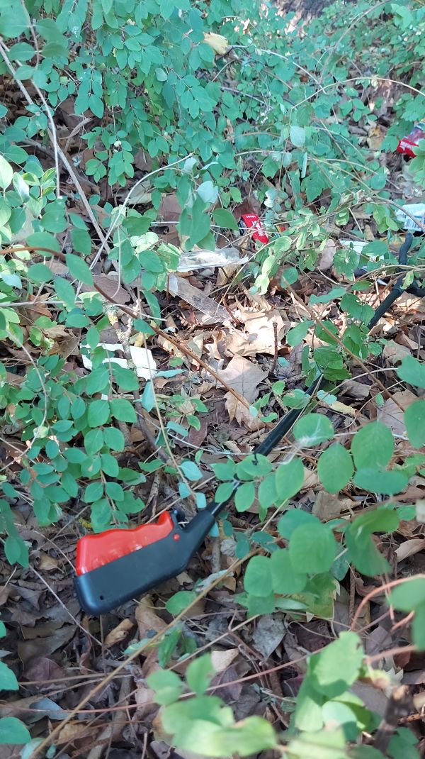 13_08_2022_Sammeln_im_Unterholz_3