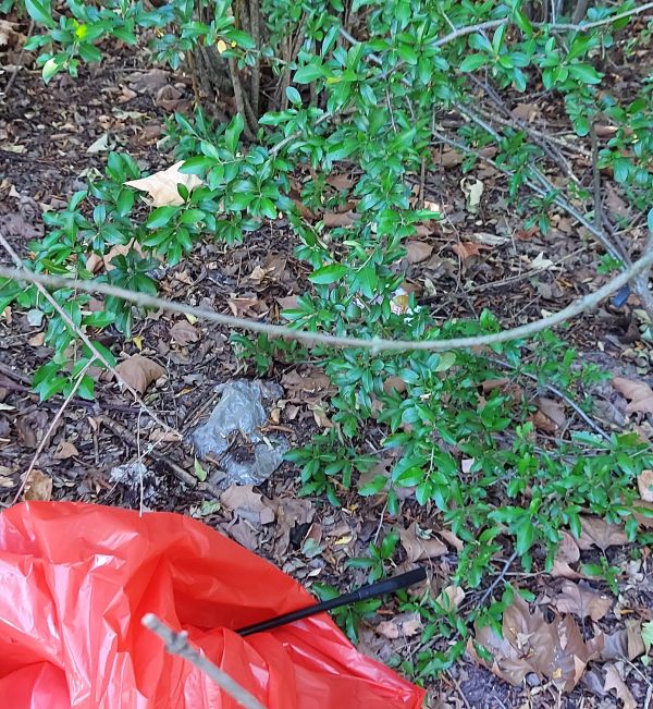 13_08_2022_Sammeln_im_Unterholz_5