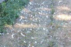 13_08_2022_Sammeln_Geschreddert