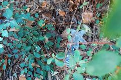 13_08_2022_Sammeln_im_Unterholz_2