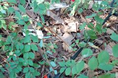 13_08_2022_Sammeln_im_Unterholz_3