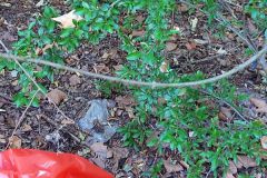 13_08_2022_Sammeln_im_Unterholz_5