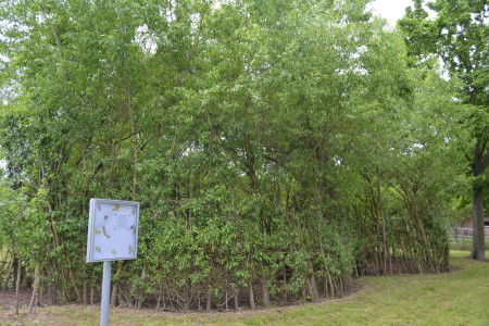 Weidenkirche Rödermark