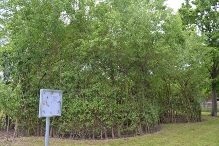 Rödermark Weidenkirche