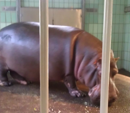 Flusspferd im Frankfurter Zoo