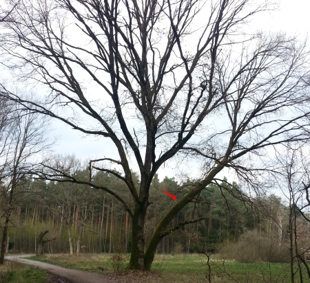 Rödermark. Ein starker Baum.