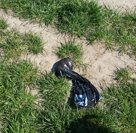 Bellos Kotbeutel mitten auf dem Feldweg