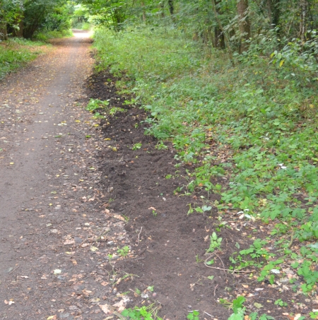 Wildschweine (das Tier) bearbeiten die Waldwege.