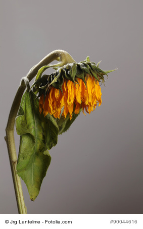 Das Ende der Sonnenblume. Grün war einmal