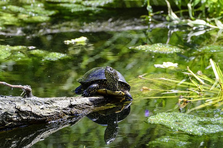 Sumpfschildkröte