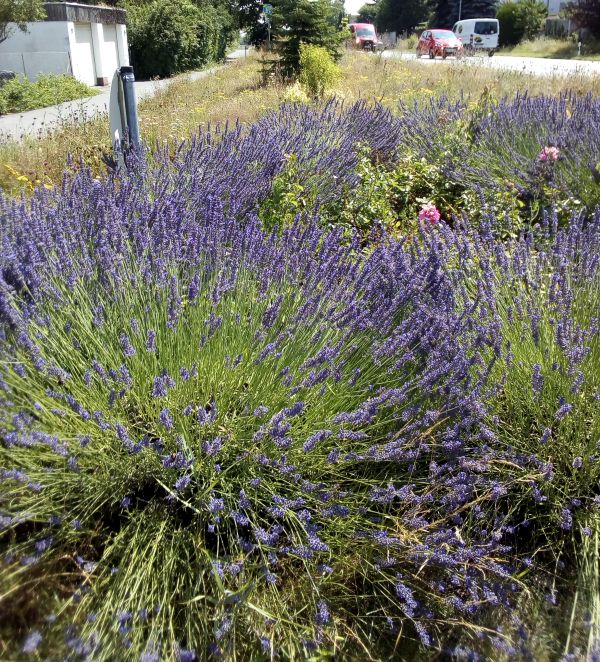 Blumenwiese in Waldacker