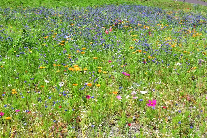 Wildblumenwiese