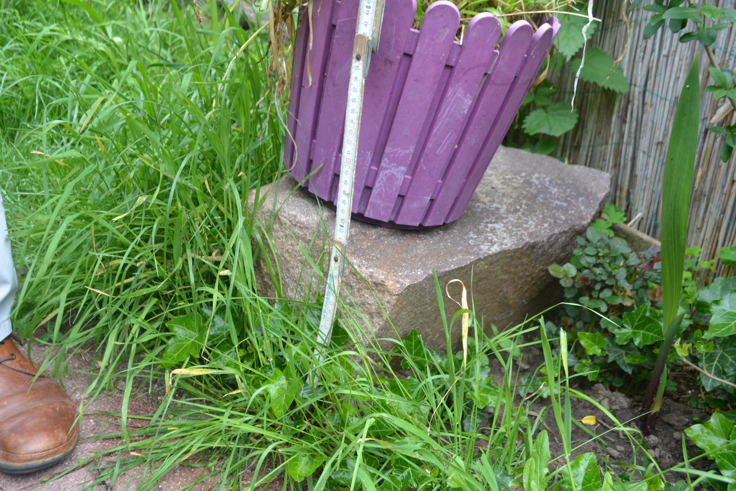 Steine Breidert Blumenwiese