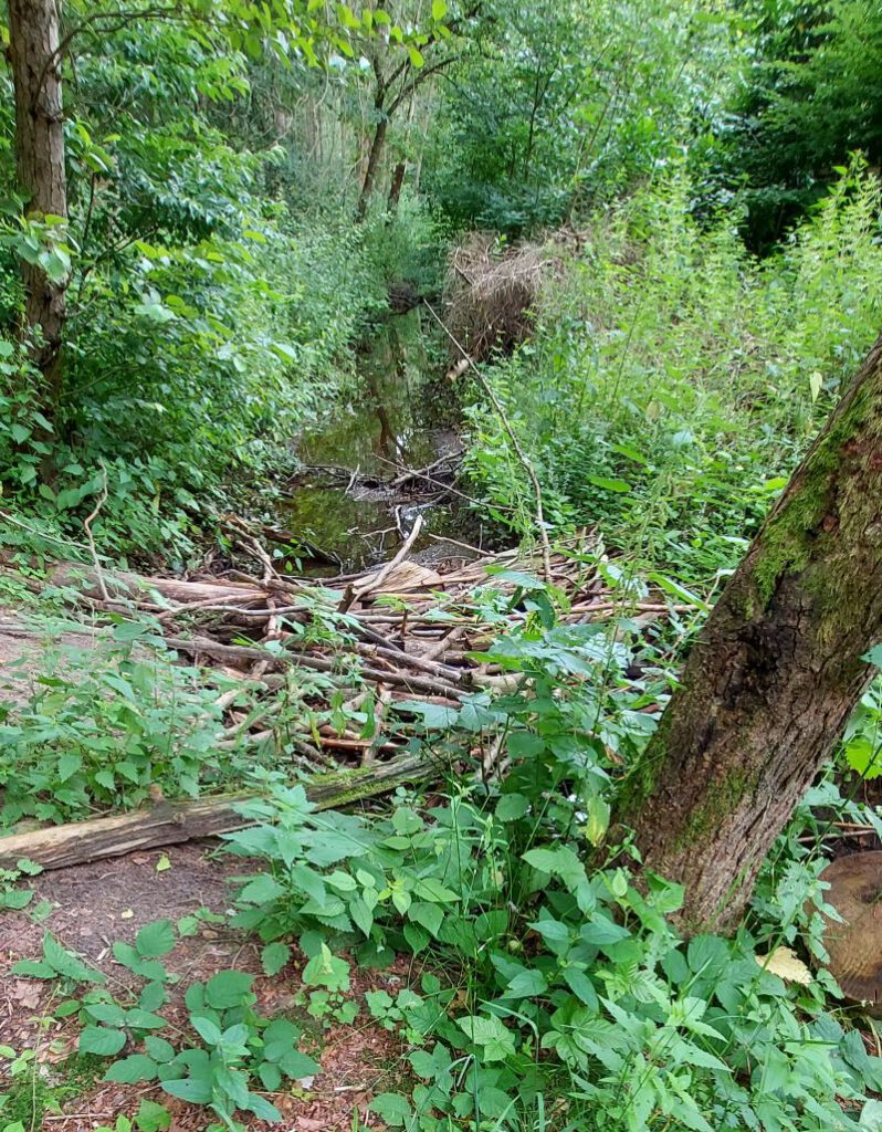 Teilweise vor wenigen Wochen von der Stadt gereinigt.
