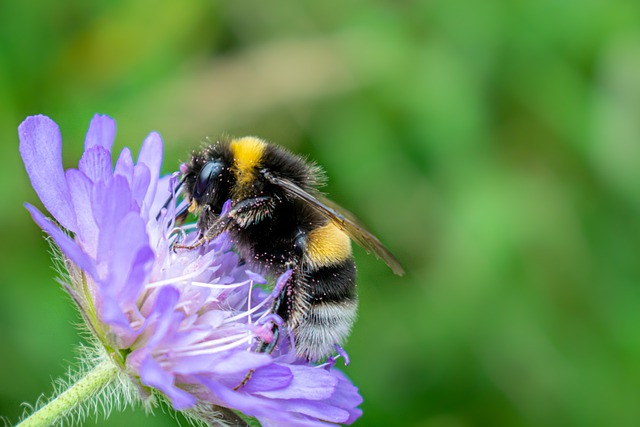 NABU vergrößert Habitate für Sandbiene, Erdhummel & Co.