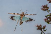 Blauflügeliege Ödlandschrecke. Steht auf der Roten Liste