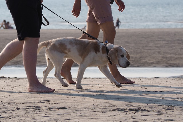 Leinenpflicht/ Anleinpflicht für Hunde