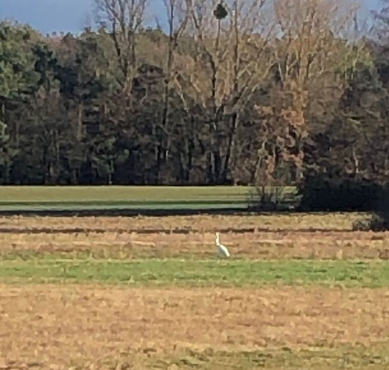 Storch? Gesehen 5.1.2022 nähe Kläranlage.