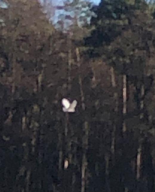 Storch schon am 5.1.2022 in Rödermaek?