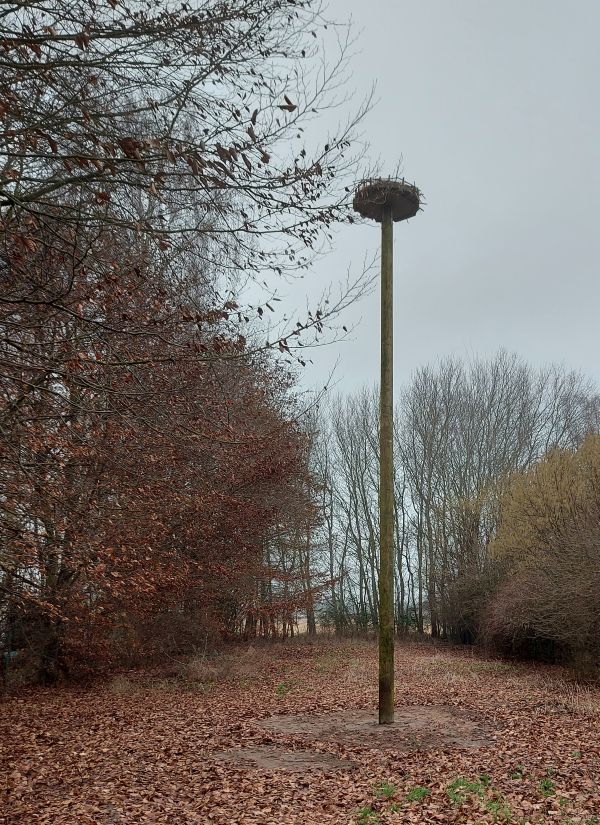 Zweites Storchennest an der Kläranlage Ober-Roden"