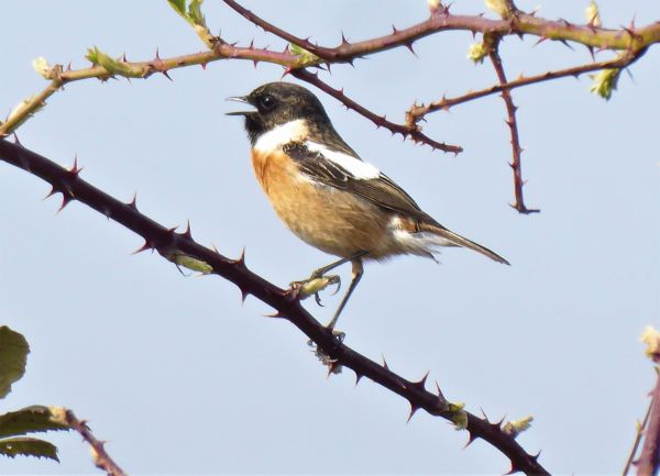  Schwarzkehlchen (Quelle: NABU Rödermark)