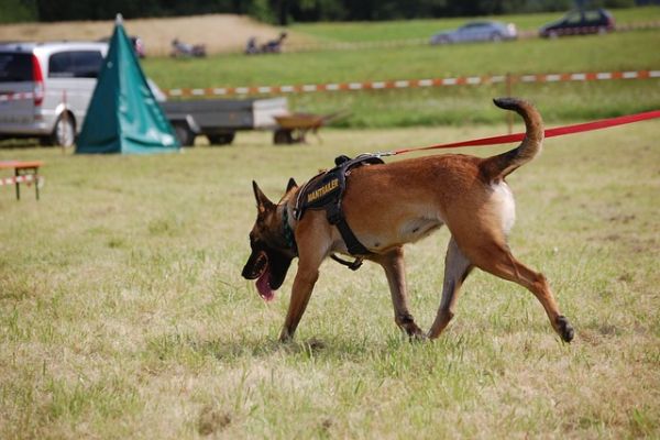 Für Rettungshunde/Suchhunde zahlen die Halter Rödermark Hundesteuer. 